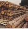Blue, pine, beetle, dead, knot, rustic, pinto, skip